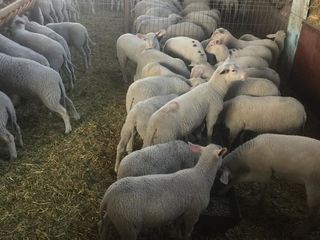 Vindem berbecuți și mielute rasa friza pură. фото 1