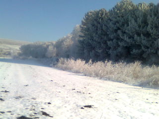 Sector linga padurea de pini,traseul Chisinau-Orhei. foto 3