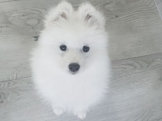 Samoyed căutăm familii iubitoare pentru puii noștri de Samoyed! foto 3