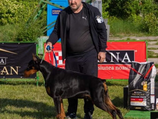 Caţei rasa pura Doberman foto 5