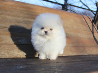 Подарок любимым! mini spitz pomeranian toy foto 1