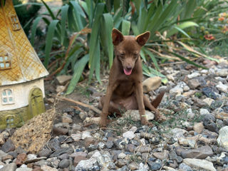 Toy terrier