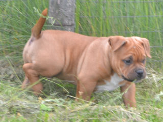 Vand Pui American Bully Cu Pedigree Abkc - Pret Convenabi