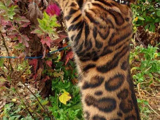 Бeнгальский шикарный кот на вязку foto 2
