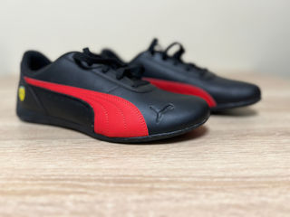 Puma noi