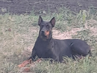 Doberman foto 4