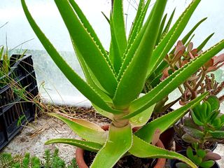 Aloe arboriscens (алоэ, столетник) foto 3