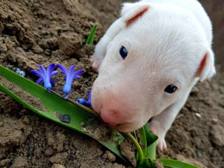 Bull Terrier foto 4