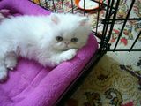 Красивый персидский кот(американские крови) приглашает девочку на вязку! foto 6