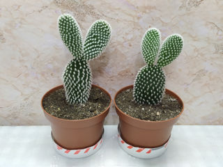 Cactus.Livrare. / Кактус. Доставка. foto 2