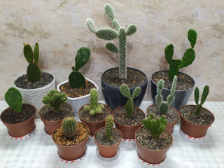 Cactus.Livrare. / Кактус. Доставка. foto 0