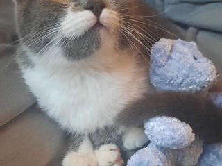 Pisicuța spre adoptie/ Кошечка к присиройству foto 1
