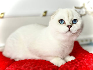 Scottish fold foto 1