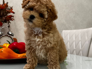 Шикарные правильные мальтипу Ф1! С хорошей генетикой. Maltipoo