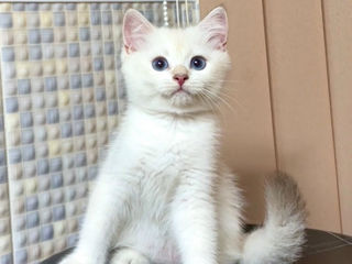 British shorthair golden shaded point (дорого) foto 9