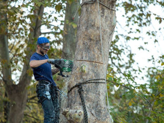 Taierea copacilor/defrisarea arborilor.Пилю деревья,аккуратно и профессионально! Альпинист. foto 2