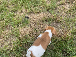 Jack Russel foto 5