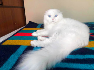 Unicul motan scottish fold alb cu ochi albaștri din Moldova invită la montă!!! Preț - un pisoiaș!