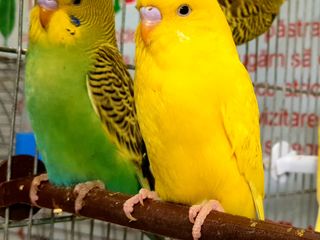 Доставка. Птенцы волнистых попугаев - pui de papagali perusi foto 6