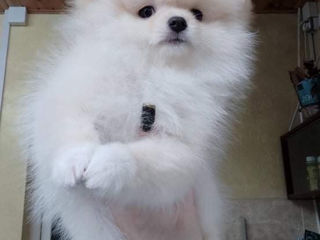 Померанский шпиц. Pomeranian foto 2