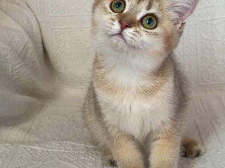 British shorthair ,female golden shaded foto 2