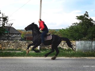 Закупаем лошадей... foto 2