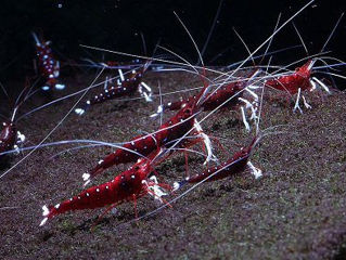 Креветки Кардиналы Сулавеси  / Sulawesi Shrimp Cardinal foto 2