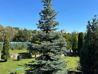 Tundere tuia/ leylandi/ gard viu ! foto 6