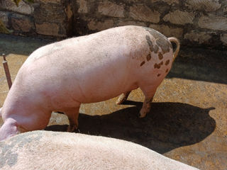 Vind porci foto 9