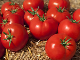 Seminte de tomate KAMI F1. pentru cîmp  deschis -  Livram in toata Moldova / consultatii agronomice