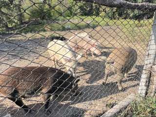 Se vind porci hibrid cu mistreț la carne vie foto 2