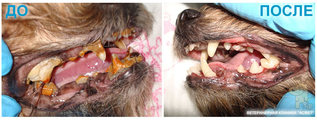 Ультрозвуковая чистка зубов животным foto 3