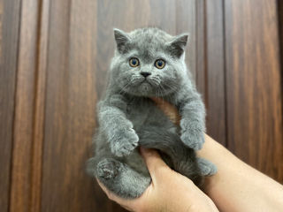 Клубные шотландские (scottish fold, scottish straight) котята с документами. foto 6