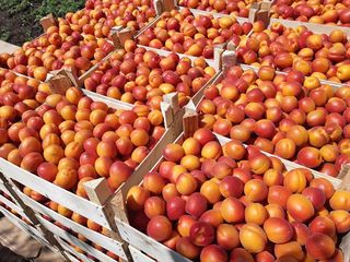Pomi fructiferi -cais (abrikos )    Pinkot ,  Farbaly , Farallia , Nadejda , Ananasovii      ... foto 8