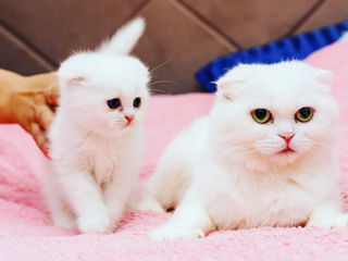 Шикарные Котята разных окрасов Шотландские Scottish Stright Scottish Fold фото 0