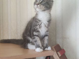 Main Coon fete si băieți foto 3