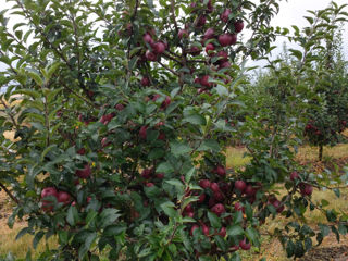 Producem pomi fructiferi pentru livezi pe garanție foto 10