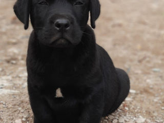 Labrador foto 2