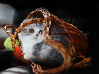 Pisicuțile exclusiviste. Chinchilla silver Scottish. Rasa curata. foto 3