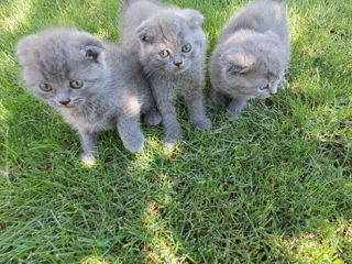 Scottish Fold 2luni foto 4