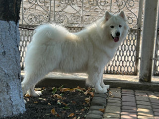 Samoyed