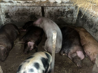 Porc de casă foto 3