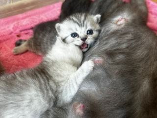 Scottish Fold și Scottish Straight foto 7