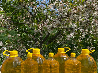 Vindem ulei de floarea soarelui presat la rece, rafinat, filtrat, 100% natural. foto 2