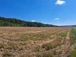 Pămînt arabil chear lingă pădure! Aproape de drumul național! 3Hectare și 2 ari! foto 5