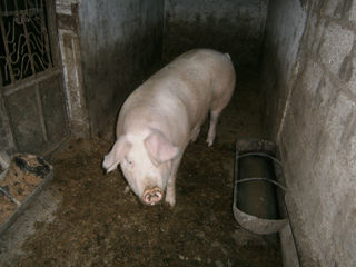 Porc de vinzare foto 2