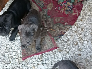 Cane Corso Italiano foto 5