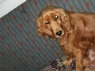 Coker spaniel foto 2