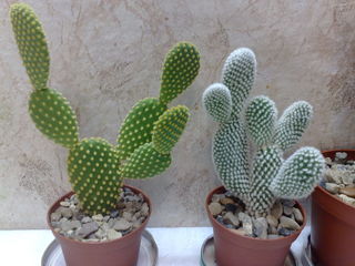 Cactusi / Кактусы. Цены от 50 лей. Доставка. foto 6