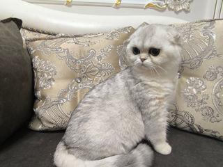 Scottish fold foto 3